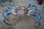 Blue Crab Animal Fiberglass Marine life Sculpture Customized