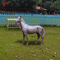 Metal Garden Creative Decorations Horse Statues Life Size Stainless Steel Sculptures For Outdoor Decorative Statue